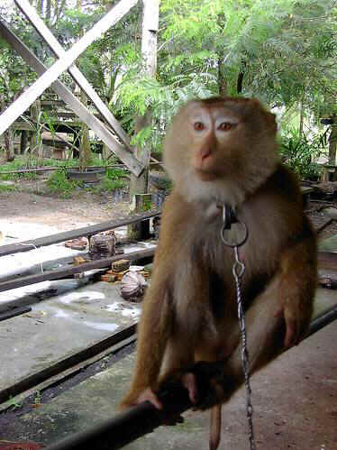 abused monkey picking coconuts