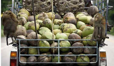 abused monkey picking coconuts