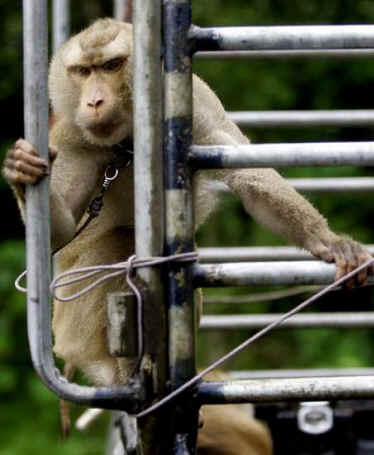 abused monkey picking coconuts