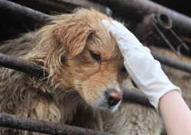 dog meat transport