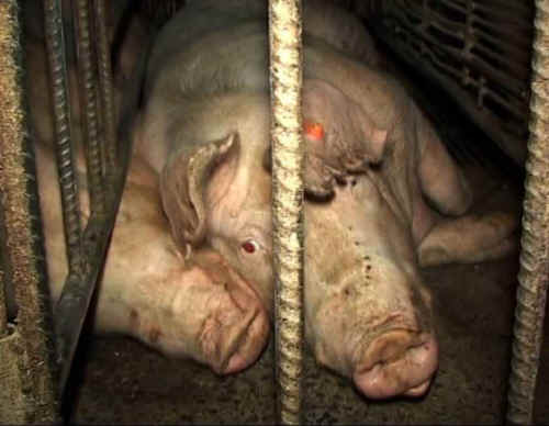 pigs