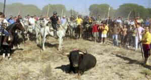 bulls tortured rescued