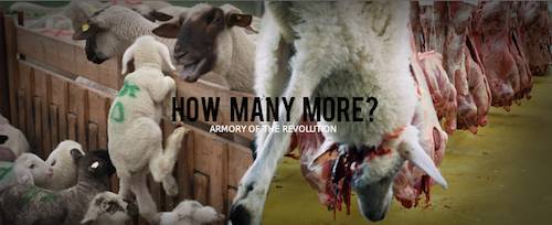 slaughtering sheep