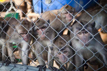 Mazor monkey breeding
