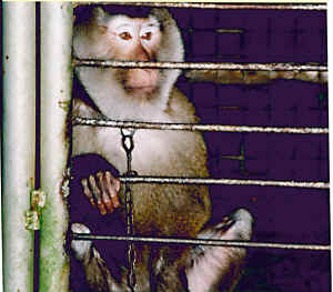 Air France monkeys vivisection