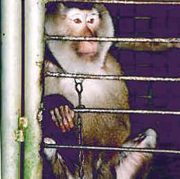 Air France monkey vivisection