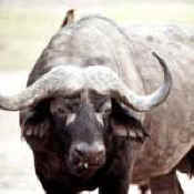 animal trophies