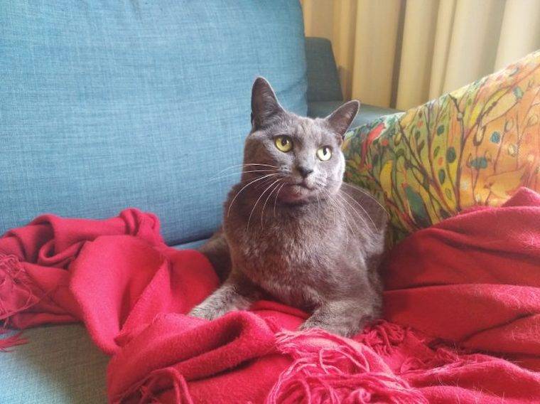 Cat Minnie