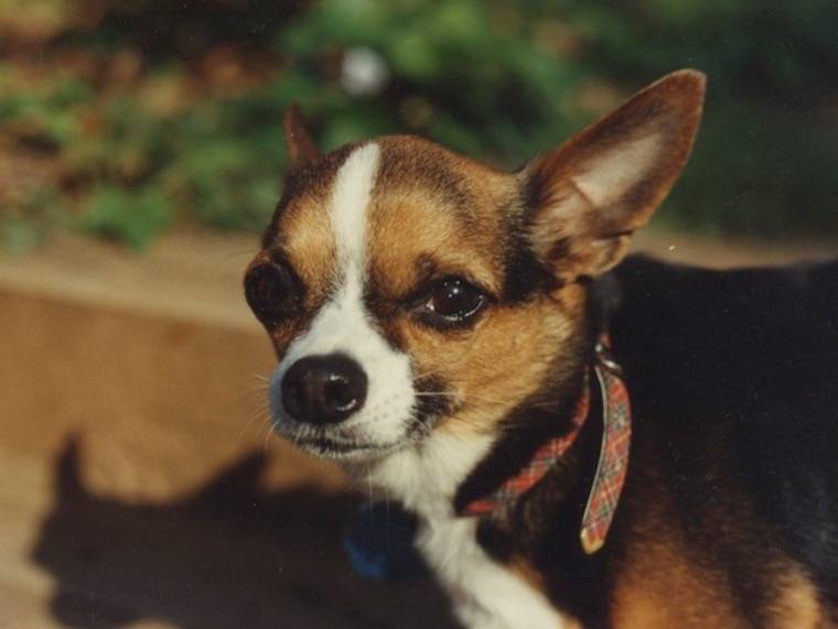 Chihuahua Boobaa