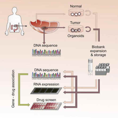 3D organoids