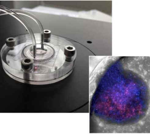 non-animal toxicity tests