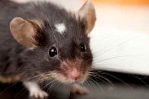 non-animal toxicity tests