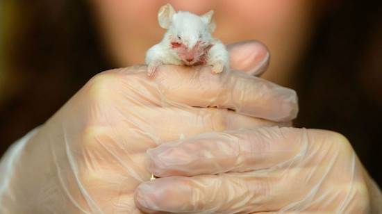 bloody mouse