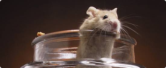 mouse in beaker