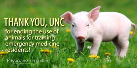 pig lab