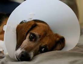 vivisected beagle