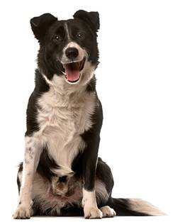 dog lab