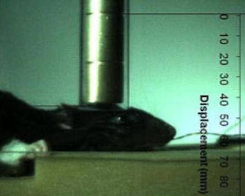 rat concussion experiment