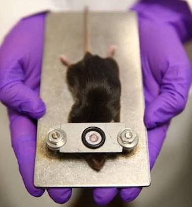 rat concussion experiment