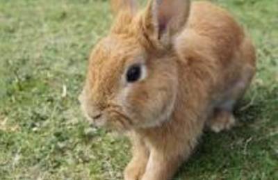 rabbit