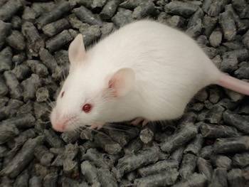 rat in lab