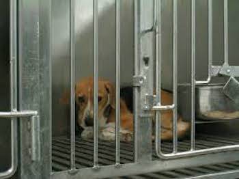 caged beagle