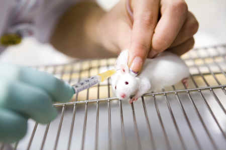 white mouse
