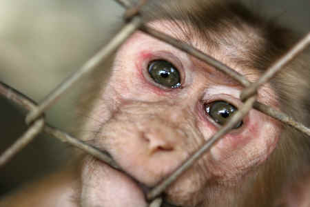 lab chimp