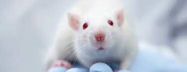 white rat