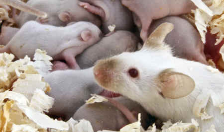 mouse and babies