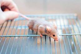 laboratory mouse