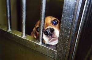 caged beagle