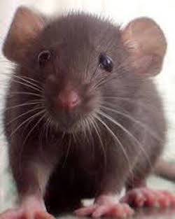 brown lab rat