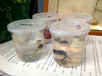 lab fish