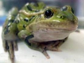 frog