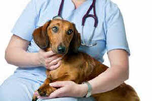 vet and dog