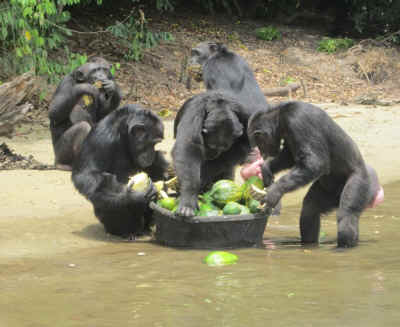 chimps vivisection