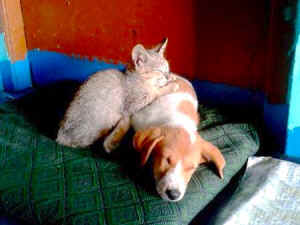 Help Animals India animal clinic Tibet