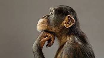 chimpanzee