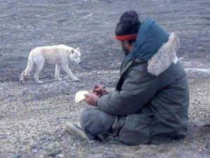 Animal Planet wolves