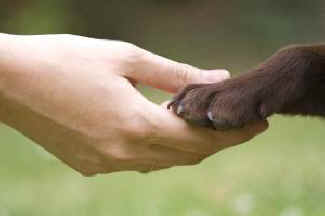 feminism and animal rights