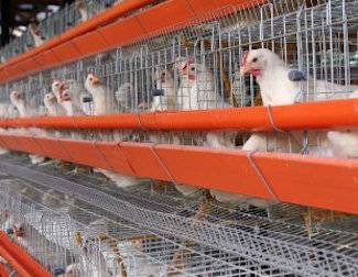 caged hens
