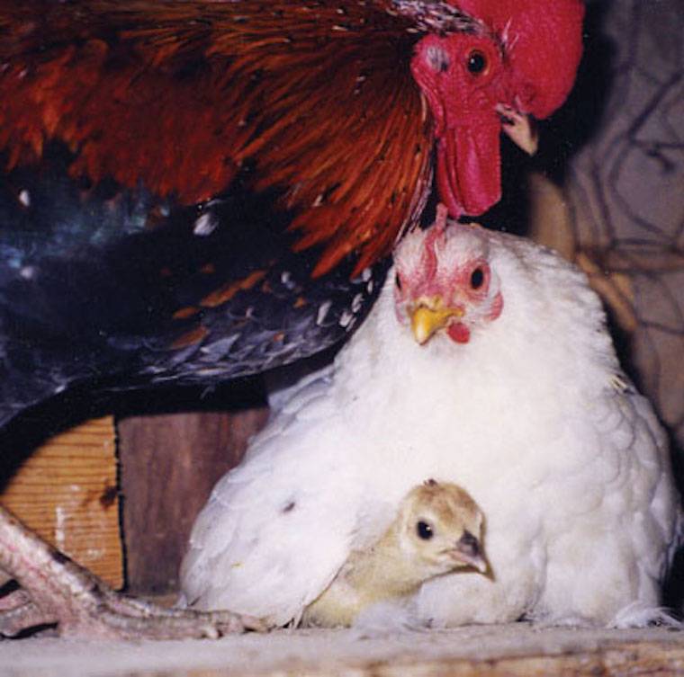 happy chickens
