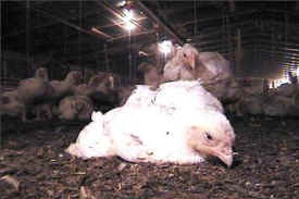 dying chick