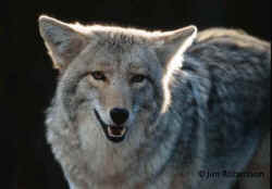 traps snares grips