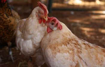 loving hens