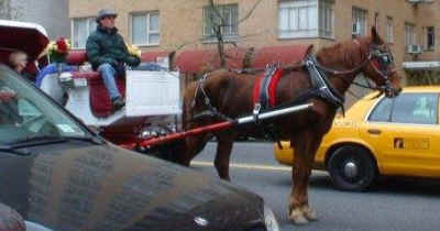 horse drawn carriage