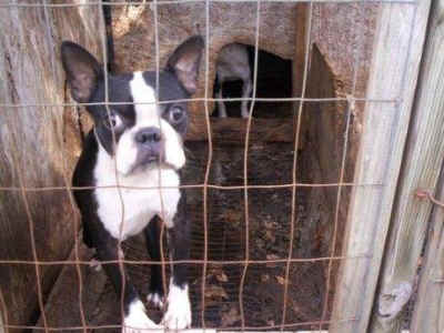 puppy mills boston terriers