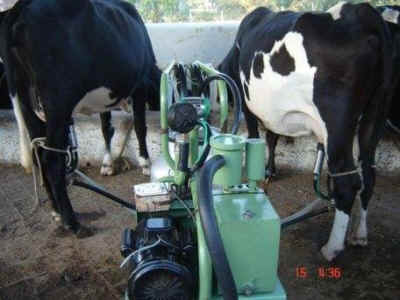 dairy cows