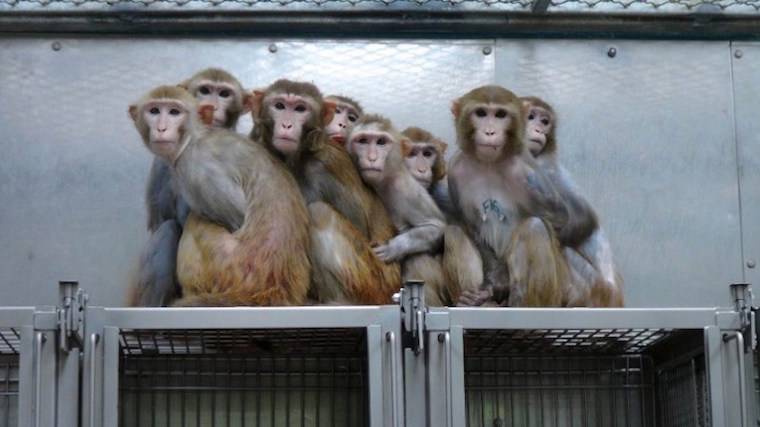 laboratory monkeys